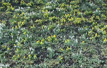 snowdrops